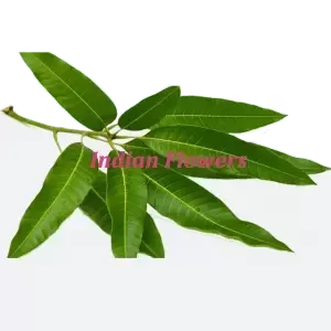 buy Mango Leaf in USA