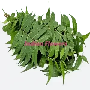 Buy Neem Leaf in USA